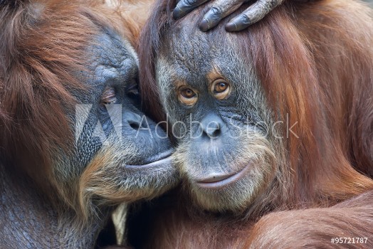Picture of Wild tenderness among orangutan Mothers kissing her adult daughter